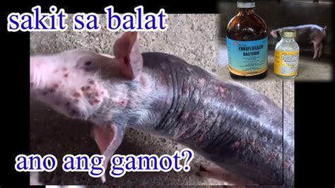 gamot sa sakit sa balat ng baboy|Pinaka Mabisang halamang Gamot Sa Sakit sa balat .
